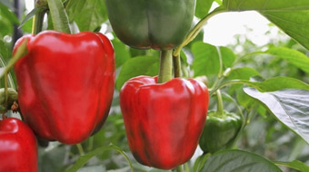 cultivo tomate Tomsystem
